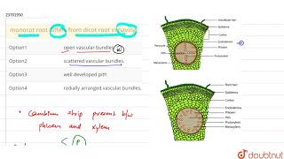 monocot root differs from dicot root in having [upl. by Ynafets]