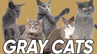 3 Great Facts About Gray Cats [upl. by Gavin322]