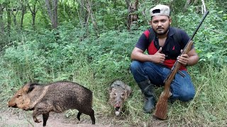 cacería de javali o pecarí de collar con rrifle 22 Magnum ⛰️🐗👍 [upl. by Aneelahs]