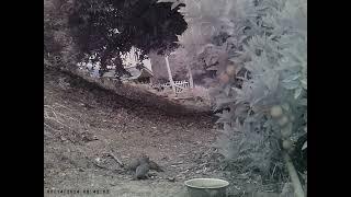 3 Mourning Doves going at it A fight a dance or [upl. by Nodnas]