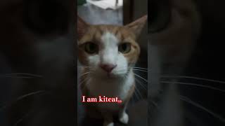 My kitcat [upl. by Aitnecserc824]