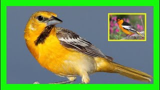 Bullocks Oriole Bird Song Sound Call Chirp Sound  Turpial De Bullock Canto  Icterus Bullockii [upl. by Balcer]