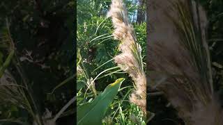 Pampas Grass Among the Philodendrons [upl. by Suiradel]