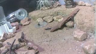 🐜 Arena Day 1480 1 Messor Barbarus Ant Farm Video Diary [upl. by Desdamonna]