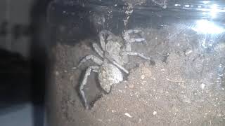 Wolf Spider is digging a burrow [upl. by Weaver]