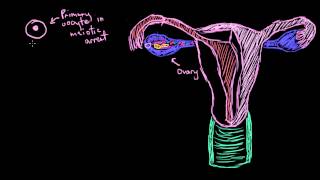 Khan Academy  Basics of Egg Development [upl. by Semmes126]