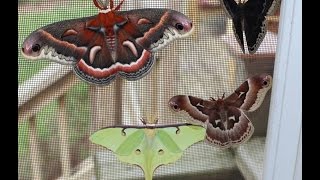 Giant Moths [upl. by Olympe218]