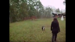 Appenzeller Sennenhunde  training [upl. by Arima]