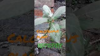 calotropis plant खरपतवारgrass india knowledge short winter [upl. by Ahsienek]