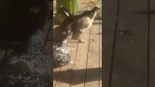 Sunbathing chicken chicken homesteadinglife [upl. by Rednav]