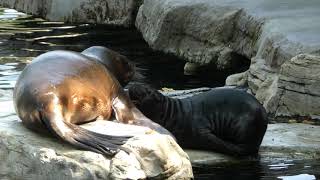 South American sea lion Otaria flavescens or Otaria byronia Zoo Schönbrunn Mähnenrobben Nachwuchs [upl. by Aldercy]