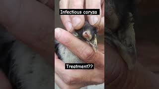 What is the treatment infectiousdisease infectiouscoryza chicks aseellovers aseelhenfarming [upl. by Dwyer137]