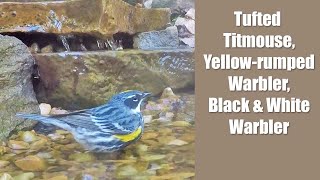 Tufted Titmouse Yellowrumped Warbler amp Black and White Warbler  Bonus Birds with IDs [upl. by Appleton396]