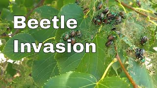 Japanese Beetles munching on a Linden trees leaves [upl. by Junieta959]