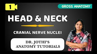 Head amp Neck  Introduction to Cranial Nerves Nuclei GROSS ANATOMY CLASS 1 [upl. by Vories277]