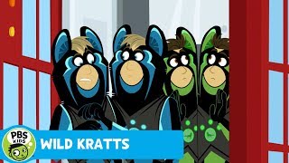 WILD KRATTS  Tiger Chase  PBS KIDS [upl. by Amedeo]