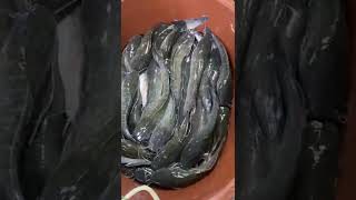 LIVE CATFISH IN PHILIPPINES  BUHAY NA HITO [upl. by Naloc]