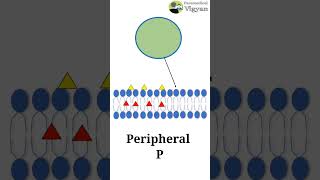 Cell Membrane Composition Cell biology Medical Shorts Short nursing [upl. by Toscano]