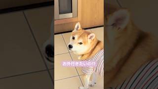 【柴犬りく君】お外に出たい時のくんくーうん声がたまらなく可愛い🩷元豆柴 dog 柴犬遊びたい癒し 可愛い [upl. by Dagley940]