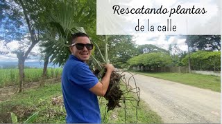 Salí a la calle a buscar PLANTAS abandonadas 🕵️🪴NO TE IMAGINAS LO QUE ENCONTRE😱 [upl. by Dnaletak261]