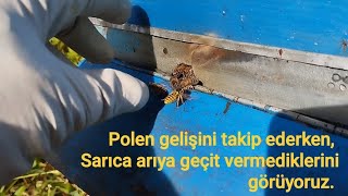 Polen gelişini takip edelim derken Sarıca Arıya geçit vermediklerini görüyoruz [upl. by Tamarah]