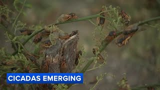 Cicadas litter ground cover trees in north suburban Park Ridge [upl. by Bond]