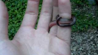 Eastern Worm Snake [upl. by Asirrak]