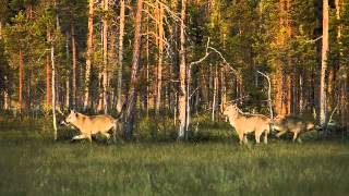 Wild Taiga trailer [upl. by Gan]