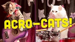 This Lady Started A Cat Circus And Its As Crazy As It Sounds [upl. by Ashford]