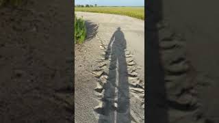 20240723 Marathon loggerhead crawl into Hobcaw marsh [upl. by Okubo226]