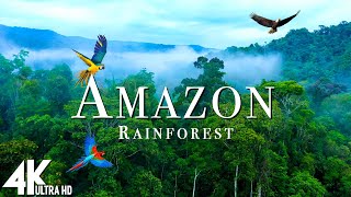 Amazon Wildlife 4K  Part 2  Animals That Call The Jungle Home  Amazon Rainforest Relaxation Film [upl. by Atteval]