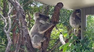 Taronga Zoo Sydney Australia HD 1080p [upl. by Einnoj]