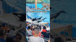 Orca Whales SeaWorld Orlando themeparkmaddy [upl. by Marlea260]