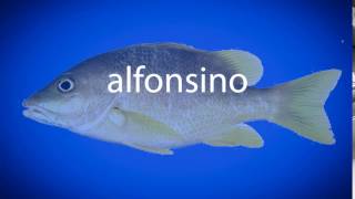 How to pronounce alfonsino [upl. by Amby]