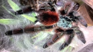 Caribena versicolor quotAntilles Pinktoequot Husbandry [upl. by Kalle205]