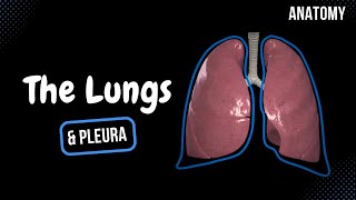 Lungs Function Parts Pleura amp Recesses  Anatomy [upl. by Leiria]