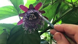 Passiflora Quadrangularis Пассифлора Квадрангулярис [upl. by Sloatman]