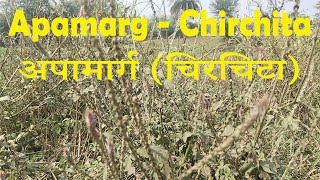 Apamarga chichitta plant अपामार्ग चिरचिटा लटजीरा चिरचिरा ayurveda piles toothpain migraine [upl. by Cesaro724]