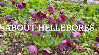 How to Grow Hellebores  5 Easy Care Tips for Stunning Early Blooms [upl. by Olympia]