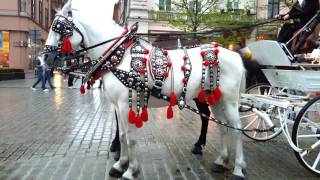 Undeniable Horse Beauty on Main Market Squere in Cracow [upl. by Enenej]