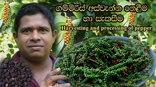 Cultivation of pepper ගම්මිරිස් අස්වැන්න නෙලීම හා සකස්කිරිම gammiris wagawa [upl. by Nuawad]