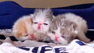 kittens at 3 weeks [upl. by Leak]