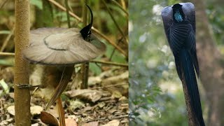 Black Sicklebill Bird  Epimachus Fastosus [upl. by Bianca821]