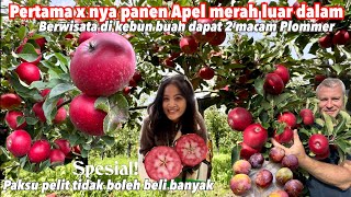 PANEN PERTAMA KALI APEL SPESIAL MERAH LUAR DALAM MANIS DAN PLOMMER UNGU DI KEBUN BUAH [upl. by Auqinal]