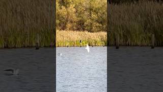 Great Cormorant Preening On A Wooden Post In The Afternoon birds avian nature [upl. by Aelahc]