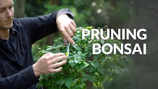 How to Prune a Bonsai tree [upl. by Knobloch]