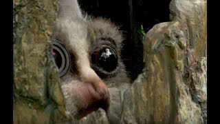 Robot Bushbaby Meets Chimp amp Gets a Surprising Reaction [upl. by Youlton]