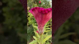 कॉक्सकॉम्ब फूल  मुझे कुछ कहना है🌺 flowers coxcomb garden gardenflowers [upl. by Gayla975]