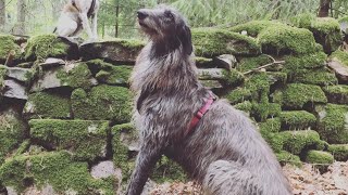 Scottish Deerhound [upl. by Bodwell]