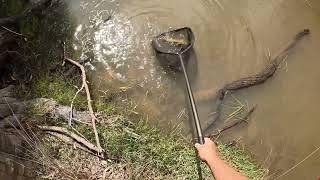 big carp and other fresh water species in the wimmera river [upl. by Ploss885]